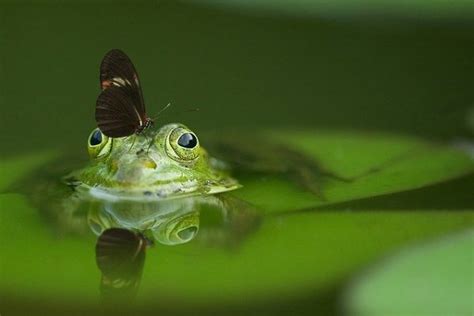 Metamorfosis Katak: Penjelasan Dan Prosesnya - KICK!