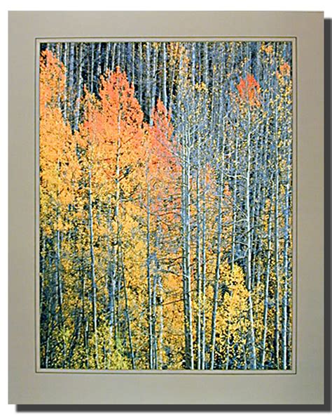 Aspen Poster Nature Posters Landscape Posters