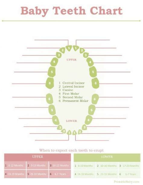 Printable Baby Teeth Chart #toddlerdevelopment #toddler #development # ...