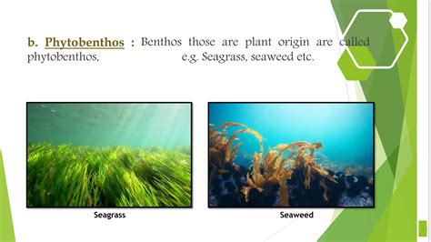 Benthos - types and their role in ecosystem | PPT