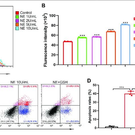 Neutrophil Elastase Induces Ros Production Of Chondrocytes A B Ros