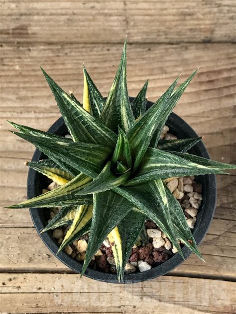 SHPR8771 Haworthia limifolia x fasciata f. variegata - Кактус онлайн 