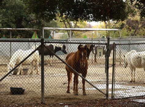 How La Became A Hotbed Of Fencing Los Angeles Times