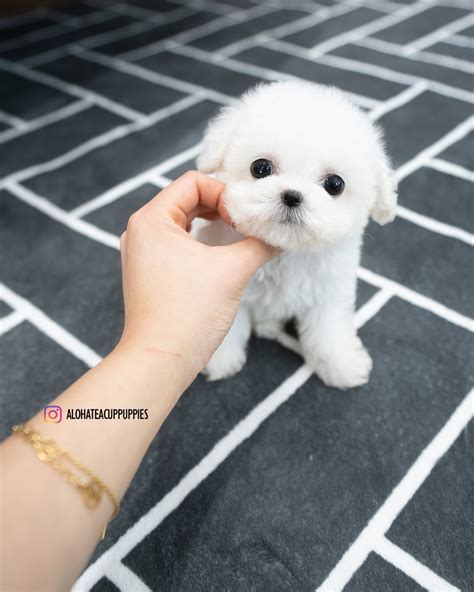 Orion [TEACUP Bichon] – Aloha Teacup Puppies inc