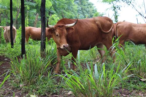 Panam Inicia Censo Del Sector Agropecuario