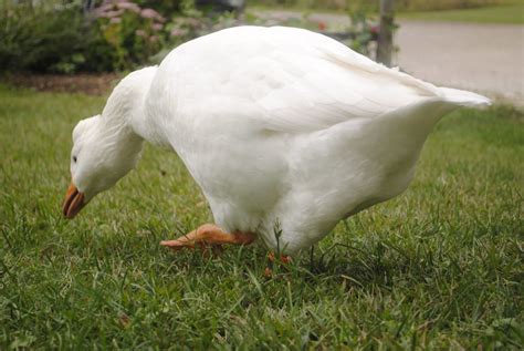 When do embden geese lay eggs? | BackYard Chickens - Learn How to Raise ...