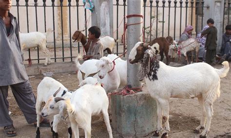 Pakistanis Gear Up For Eidul Azha Festivities Pakistan Dawn Com