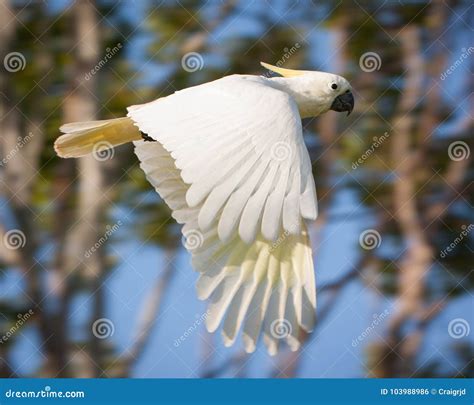 Cockatoo Flying through the Air Stock Photo - Image of yellow, airborne: 103988986