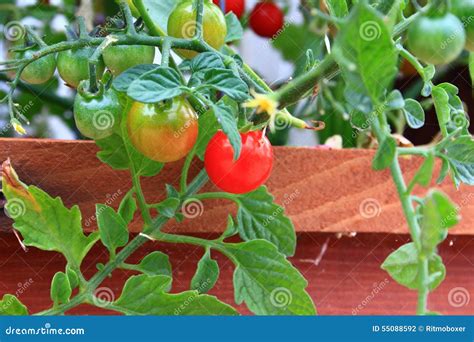 Organic Cherry Tomatoes on the Vine Stock Photo - Image of seasonal, flora: 55088592