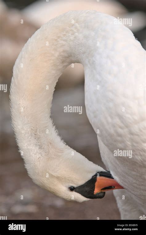 Mute Swan Preening Its Feathers Photographed From Close Up Stock Photo