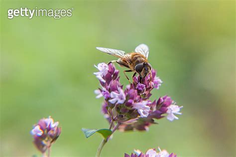 Honey Bee Covered With Yellow Pollen Drink Nectar Pollinating Pink