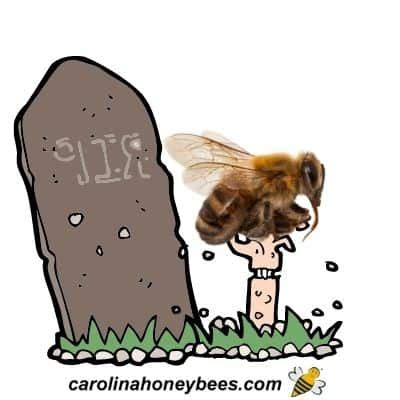 Zombie Bees are Real - Carolina Honeybees