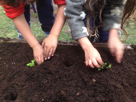 School Vegetable Gardens – Urban Seedling