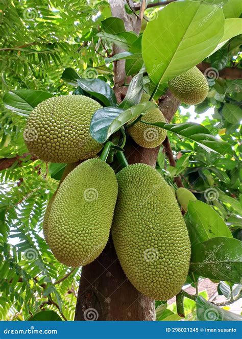 Jackfruit Thorn Surface Blur Texture Background Stock Photo