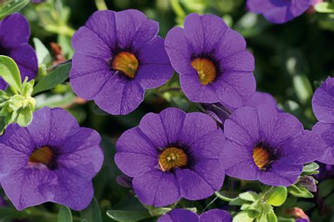 Fiore Ampeloso Calibrachoa Descrizione Regole Per Piantare In Vaso