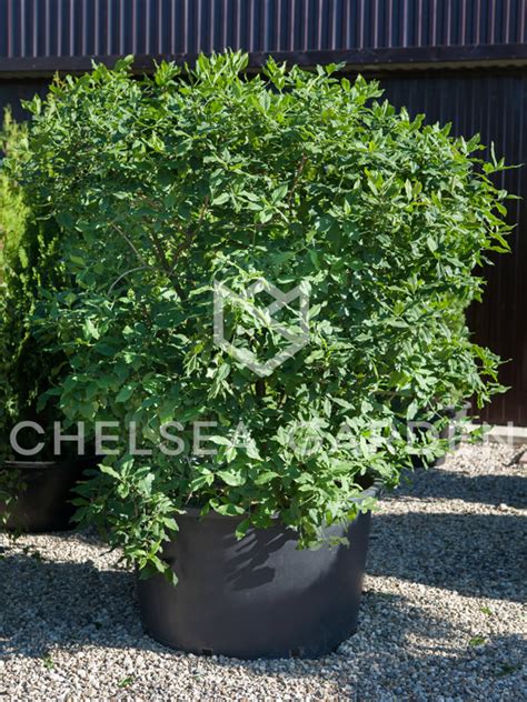 Бересклет европейский – купить в питомнике Chelsea Garden