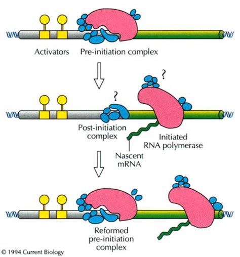 Modeling Eukaryotic Transcriptional Activation Current Biology