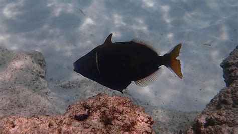 Sufflamen Chrysopterum Halfmoon Triggerfish Snorkeling Report