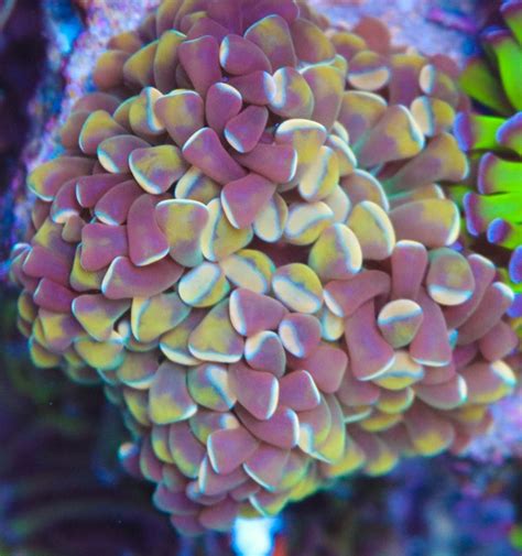 Mixed Reef Aquarium Frag Box Corals