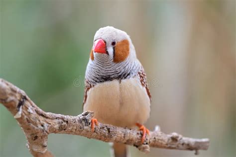 Zebra Finch Taeniopygia Guttata Stock Photo Image Of Ornithology