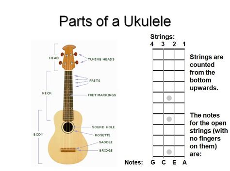 Ukulele Basics Parts