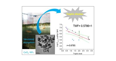 Distribution Bioaccumulation Trophic Transfer And Influences Of Ceo