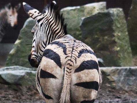 Happy International Zebra Day! – Zoo Berlin