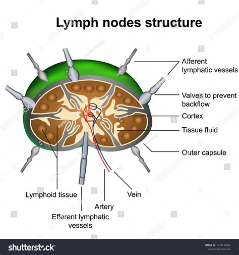 Swollen Lymph Nodes Diagram