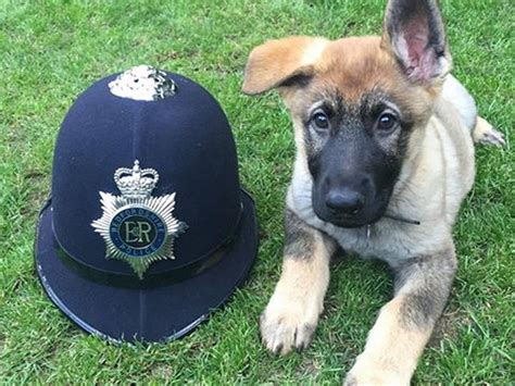 German Shepherd Police Dog Puppies