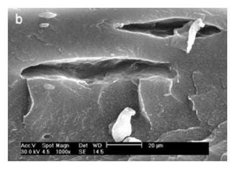 Sem Micrographs Of The Fractured Surface Of Composites Films With