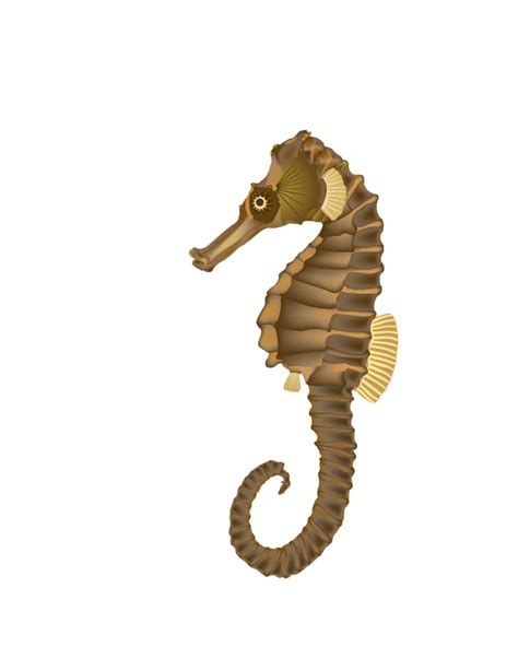 Seahorse Clip art - Seahorse PNG Transparent Images png download - 612* ...