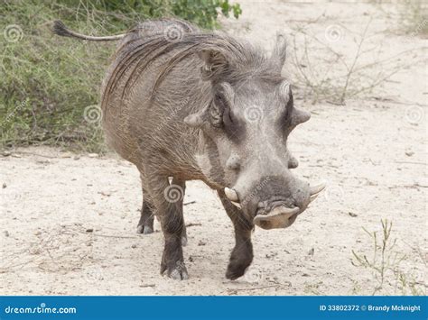 Warthog stock photo. Image of africa, savannah, mammal - 33802372