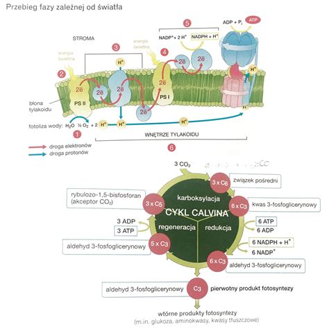 Wykres Bio Fotosynteza Quizlet