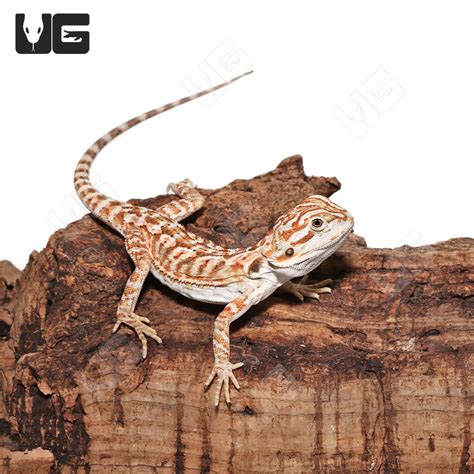 Baby Hypo Creamsicle Bearded Dragons For Sale Underground Reptiles