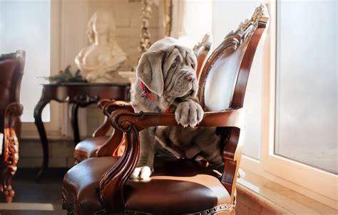 Кресло для большой собаки - 92 фото