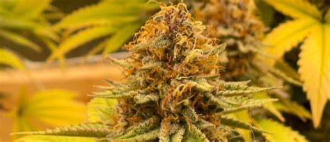 Pineapple Express Strain Information Strain