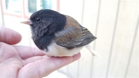 Dark-Eyed Junco Bird In Hand - Free photo on Pixabay - Pixabay