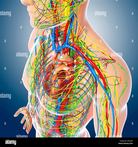 Human Anatomy Artwork Stock Photo Alamy