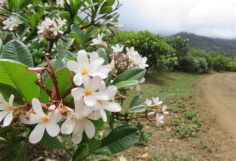 Get Your Tour Tickets for Tropical Adventures — Maui Tropical ...