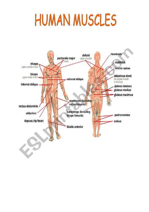 Human Muscles Esl Worksheet By Win25 Worksheets Library