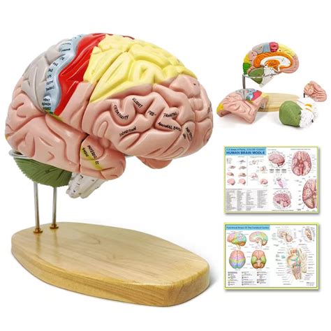 Labeled Sagittal Brain Model