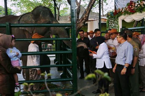 KBS Surabaya Sterilkan Area Kandang Gajah Sedari Kematian Dumbo JPNN