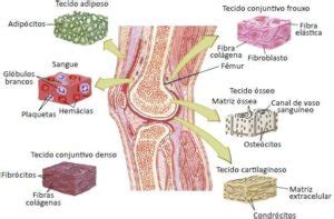 Tecido conjuntivo Funções Tipos e Características Histologia