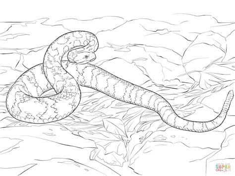 Timber Rattlesnake Coloring Page Free Printable Coloring Pages