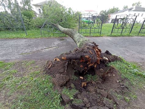 Ураганный ветер повалил деревья в Ярославской области | Первый ...
