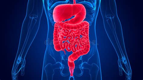 3d Illustration Human Digestive System Anatomy Stock Illustration