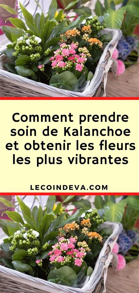 Comment Prendre Soin De Kalanchoe Et Obtenir Les Fleurs Les Plus