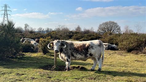 Hartlebury Common Worcestershire Youtube