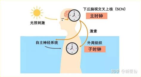 谷谷给你解析人的生物钟是咋回事 知乎