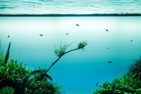 Chesapeake Bay Grasses Unfazed After Record Breaking Precipitation